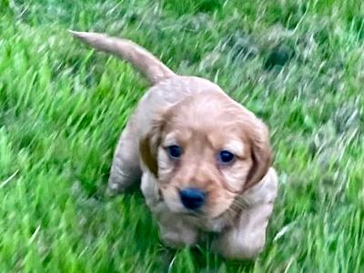 Beautiful Golden Cocker Spaniel puppies in Offaly