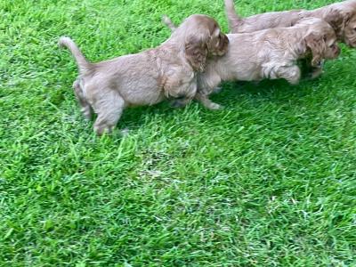 Beautiful golden cocker spaniel puppies