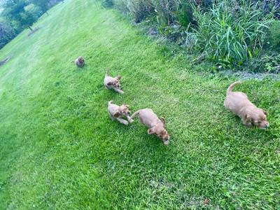 Beautiful golden cocker spaniel puppies