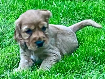 Beautiful golden cocker spaniel puppies