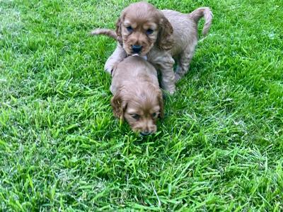 Beautiful golden cocker spaniel puppies