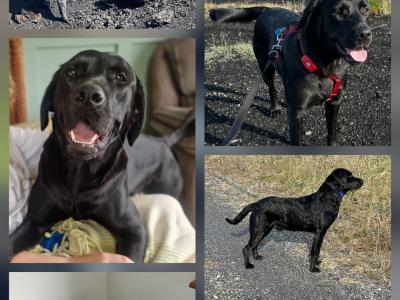 Beautiful Black Labrador puppies in Offaly are looking for their Forever Homes