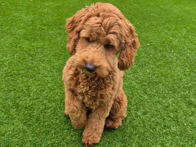 Rumi is a 5½ month old female Cockapoo puppy in Dublin