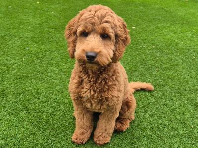 Rumi is a 5½ month old female Cockapoo puppy in Dublin