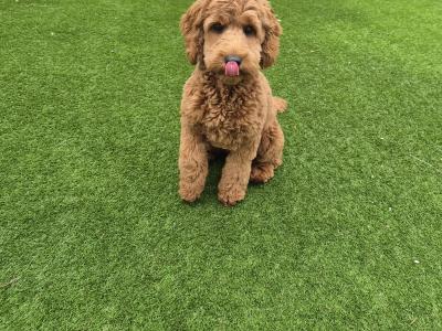 Rumi is a 5½ month old female Cockapoo puppy in Dublin
