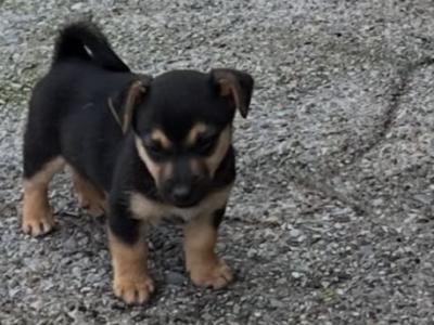 Jack Russell puppies in Clare €300