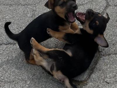 Jack Russell puppies in Clare €300