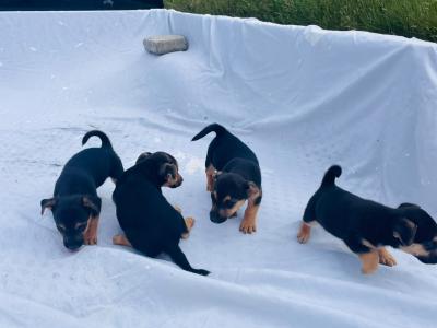 Jack Russell puppies in Clare €300