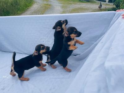 Jack Russell puppies in Clare €300