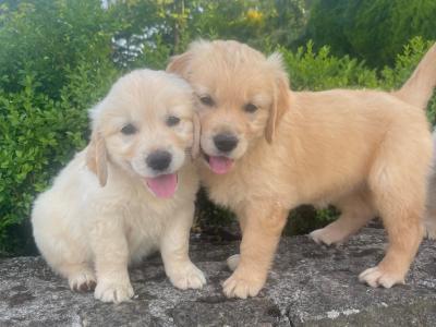 Fabulous IKC Registered Golden Retriever puppies in Roscommon