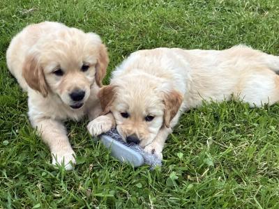 Fabulous IKC Registered Golden Retriever puppies in Roscommon