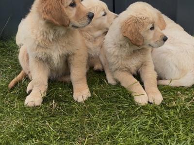 Fabulous IKC Registered Golden Retriever puppies in Roscommon