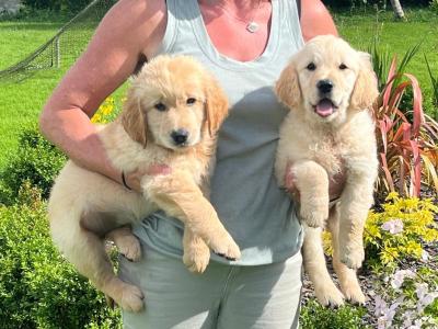 Fabulous IKC Registered Golden Retriever puppies in Roscommon