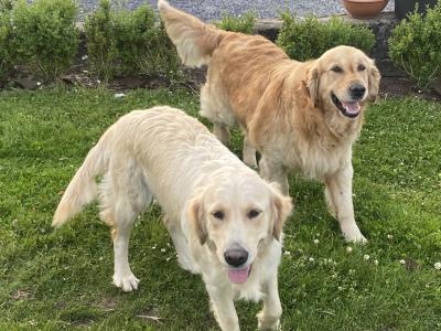 Fabulous IKC Registered Golden Retriever puppies in Roscommon