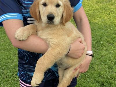 Fabulous IKC Registered Golden Retriever puppies in Roscommon