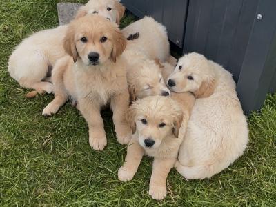 Fabulous IKC Registered Golden Retriever puppies in Roscommon