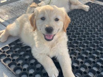 Fabulous IKC Registered Golden Retriever puppies in Roscommon