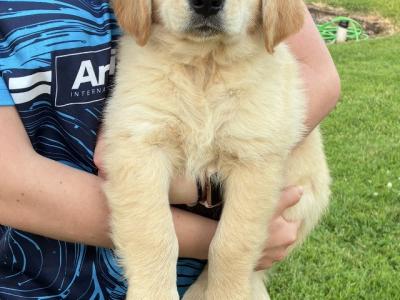Fabulous IKC Registered Golden Retriever puppies in Roscommon