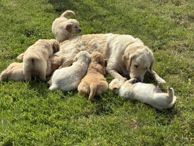 Fabulous IKC Registered Golden Retriever puppies in Roscommon