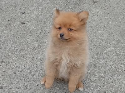 Female Pomeranian puppy in Carlow