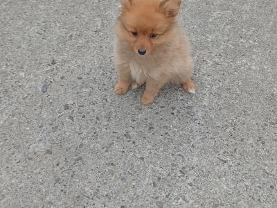 Female Pomeranian puppy in Carlow
