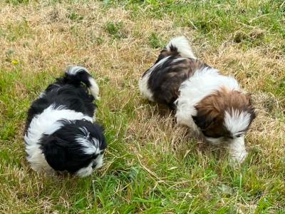 Shih Tzu puppies in Kerry