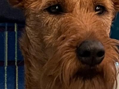 Home bred IKC Registered Irish Terrier puppies in Cork
