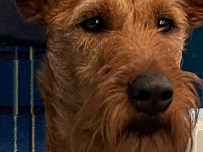 Home bred IKC Registered Irish Terrier puppies in Cork