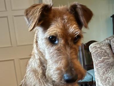Home bred IKC Registered Irish Terrier puppies in Cork