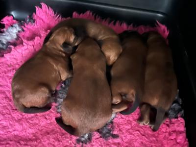 Home bred IKC Registered Irish Terrier puppies in Cork