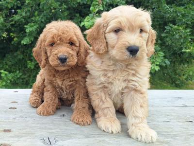 Doodles puppies in Carlow €600