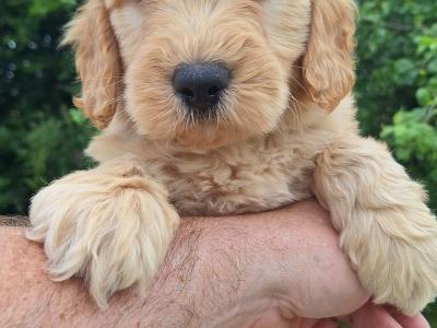 Doodles puppies in Carlow €600