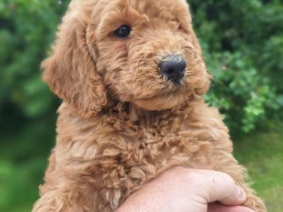 Doodles puppies in Carlow €600