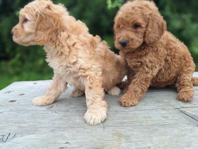 Doodles puppies in Carlow €600