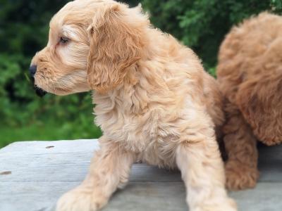 Doodles puppies in Carlow €600