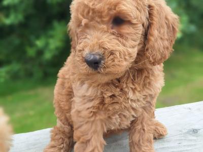 Doodles puppies in Carlow €600