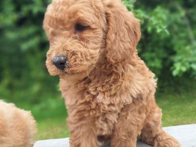 Doodles puppies in Carlow €600