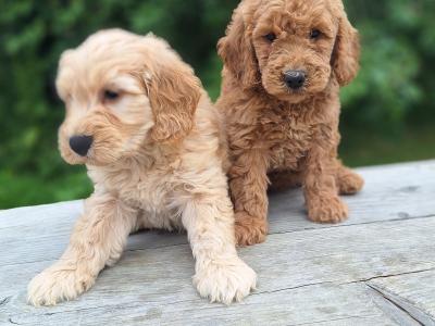 Doodles puppies in Carlow €600