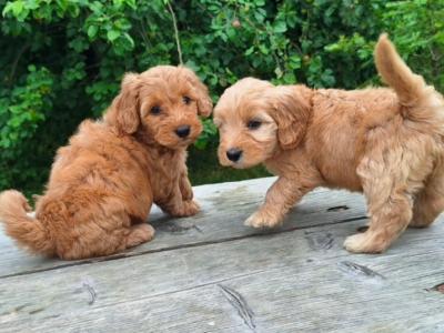 Cockapoo puppies in Carlow €575