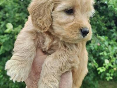 Cockapoo puppies in Carlow €575