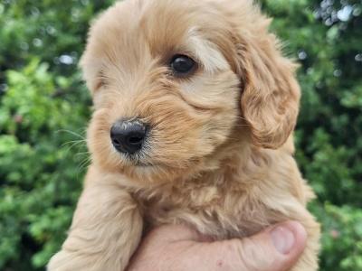 Cockapoo puppies in Carlow €575