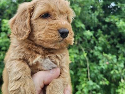 Cockapoo puppies in Carlow €575