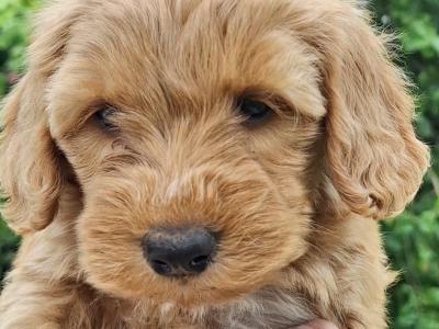 Cockapoo puppies in Carlow €575