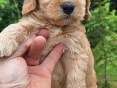 Cockapoo puppies in Carlow €575