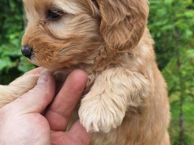 Cockapoo puppies in Carlow €575