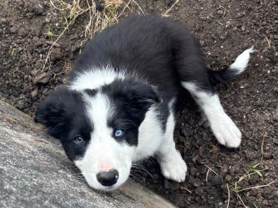 Male Border Collie puppy in Roscommon