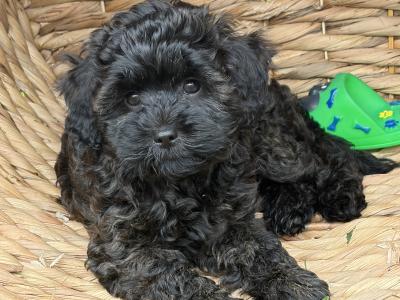 Last one Unique Cavapoochon F1b puppies in Limerick  €1000