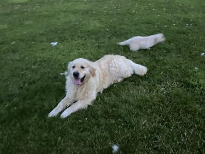 Purebred female Golden Retriever puppy