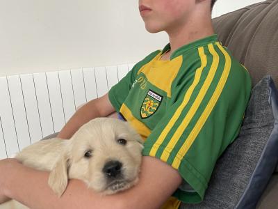 Purebred female Golden Retriever puppy