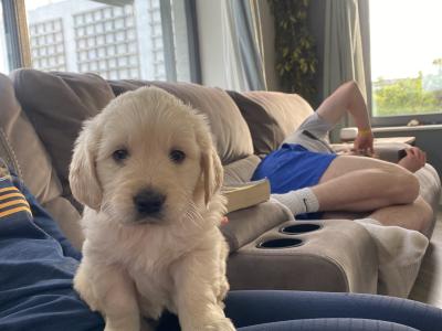 Purebred female Golden Retriever puppy